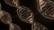 Апрель 2019 В Брянском клинико-диагностическом центре внедрили новое молекулярно-генетическое исследование HLA-B27.